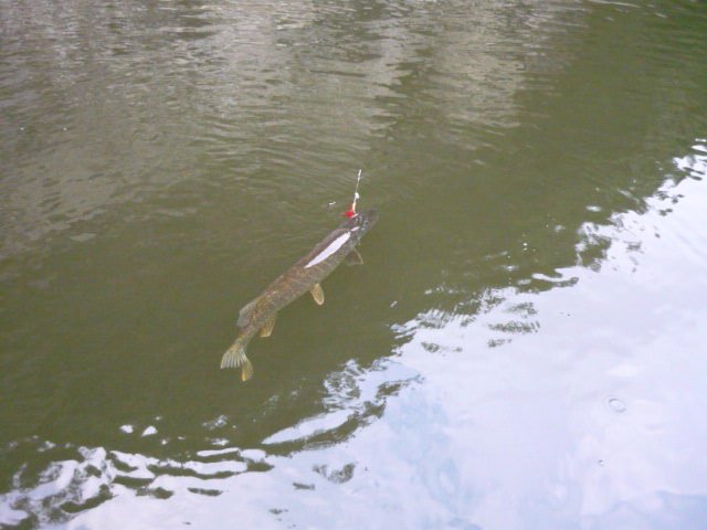 Ah!!! le voici un joli bec.