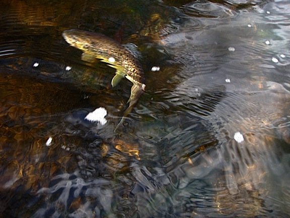Fario pur souche du Massif Central (cantal)