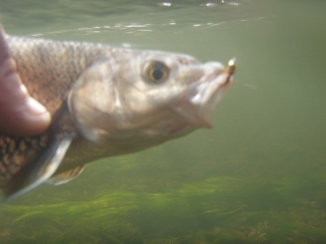 Un cheucheu  Pris en phaisantail casqu&eacute;. 36 cm.