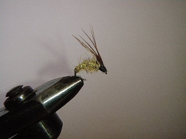 Variante de Tricopt&egrave;re &eacute;mergent sugg&egrave;re plut&ocirc;t la famille des olives.