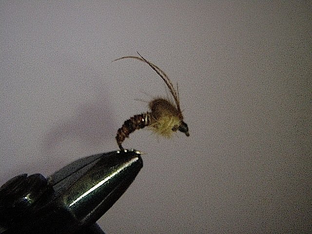 Tricopt&egrave;re au stade &eacute;mergent